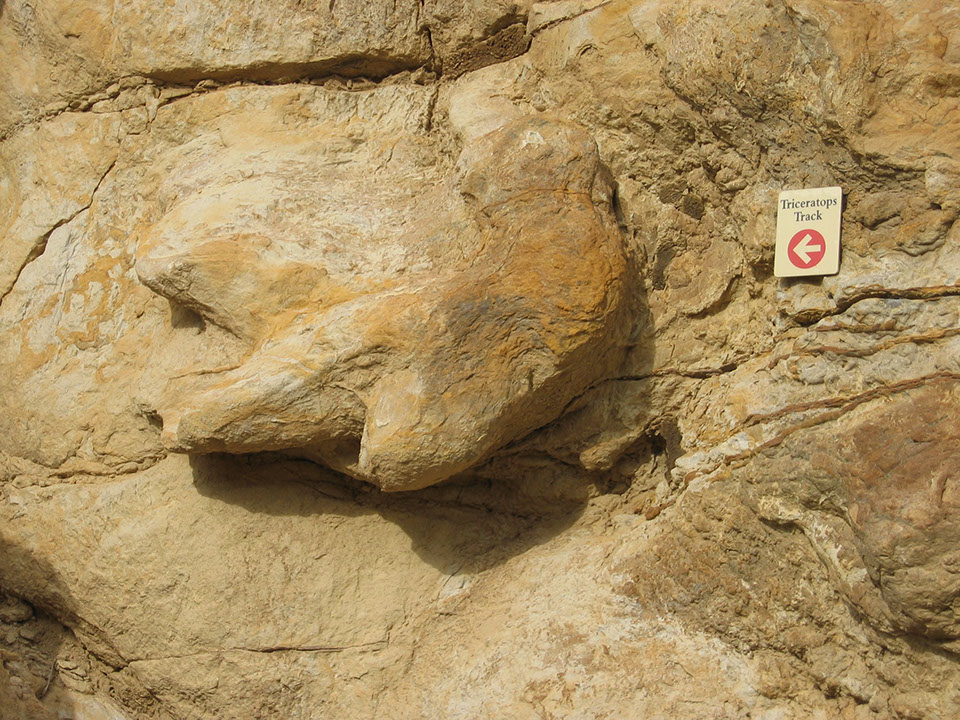 about-dinosaur-ridge-history-discoveries-triceratops-track