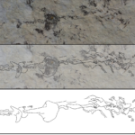 Digital mapping shows trace fossil of a horseshoe crab on mudstone at Dinosaur Ridge in Morrison, Colorado.