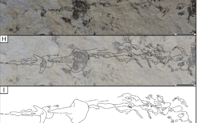 Horseshoe Crab tracks found on Dinosaur Ridge in Morrison, Colorado