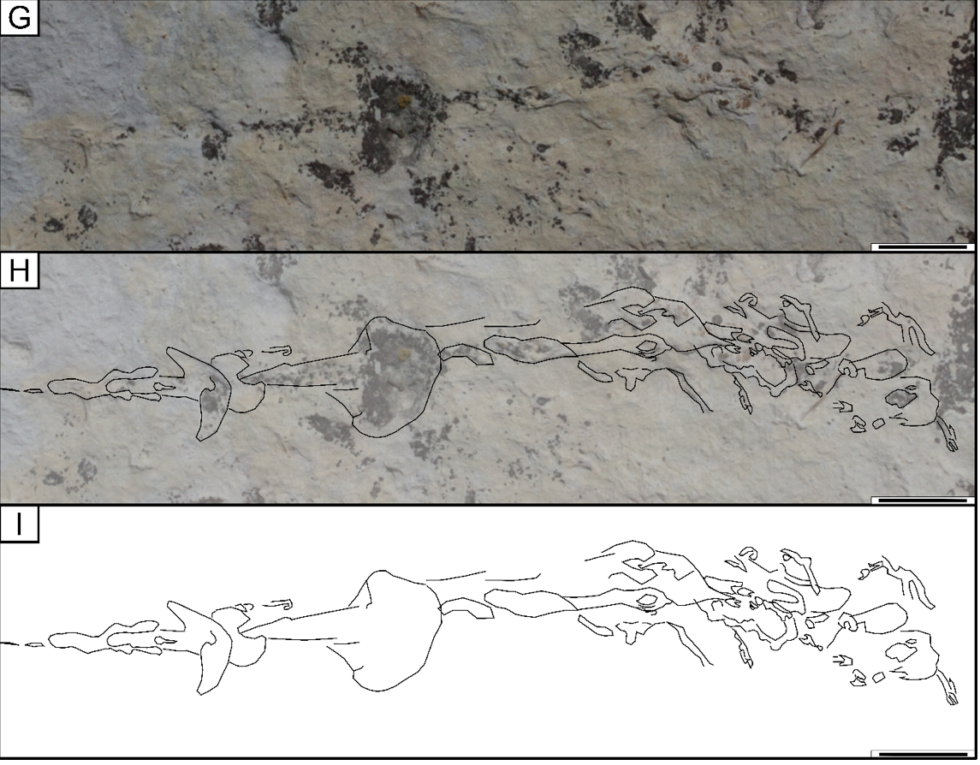 Horseshoe Crab tracks found on Dinosaur Ridge in Morrison, Colorado ...