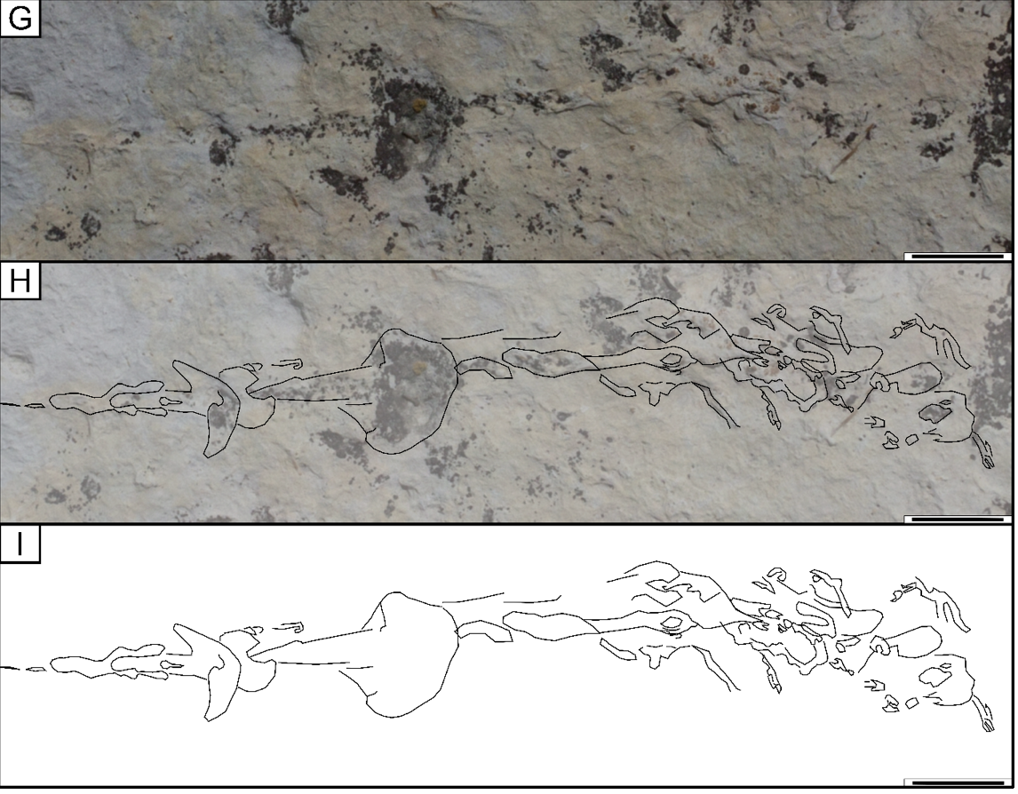Digital mapping shows trace fossil of a horseshoe crab on mudstone at Dinosaur Ridge in Morrison, Colorado.