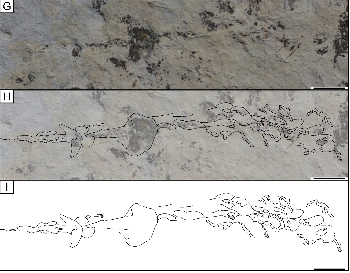 Dinosaur Predation in the Fossil Record - Digital Atlas of Ancient