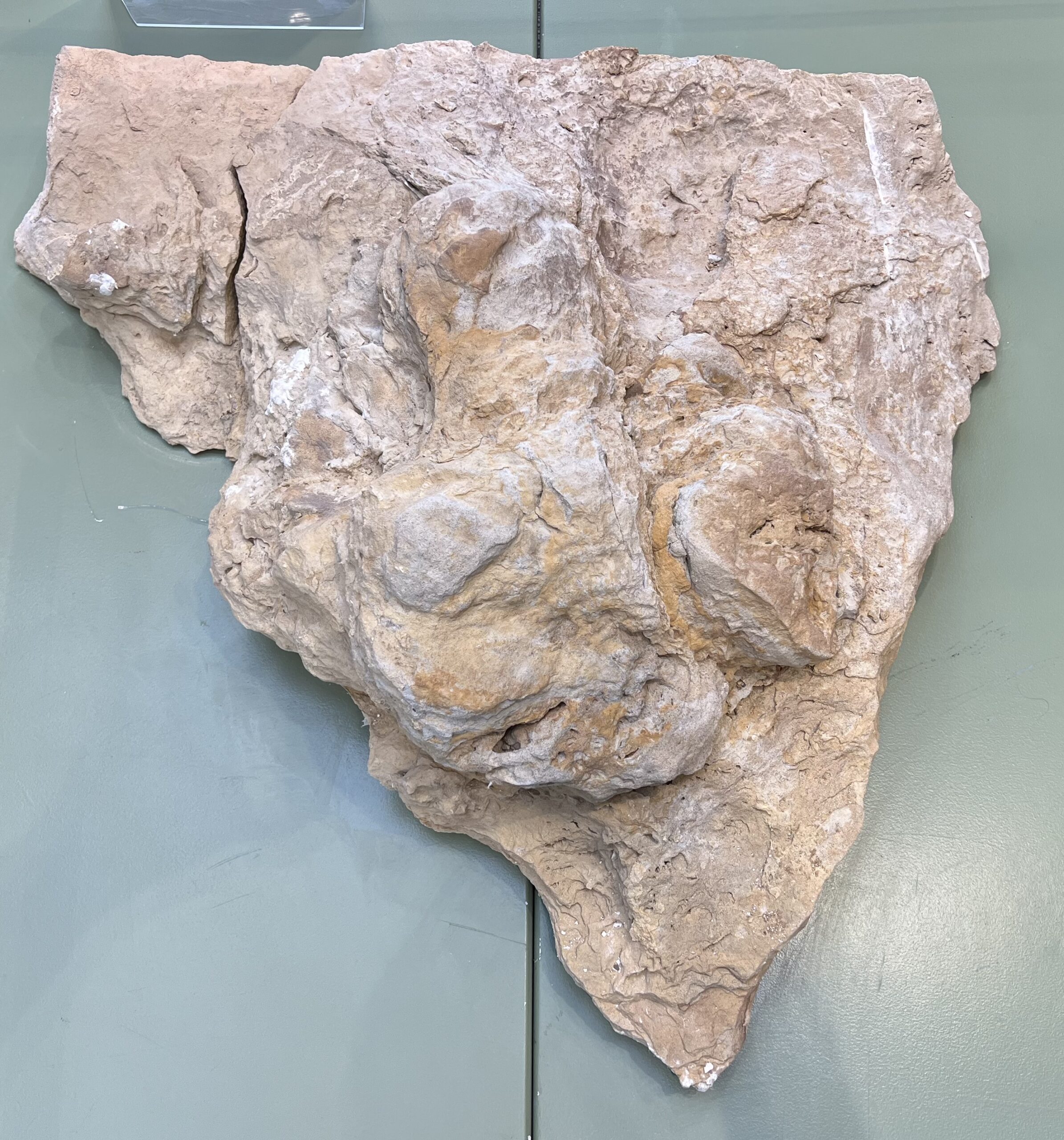 Photo of a ceratopsian footprint cast in stone on display at the Golden History Museum
