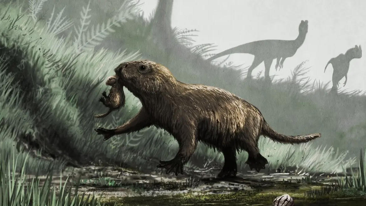 The Kayentatherium, a Mesozoic-era mammal, pictured in this illustration with a pair of Dilophosaurus, background.