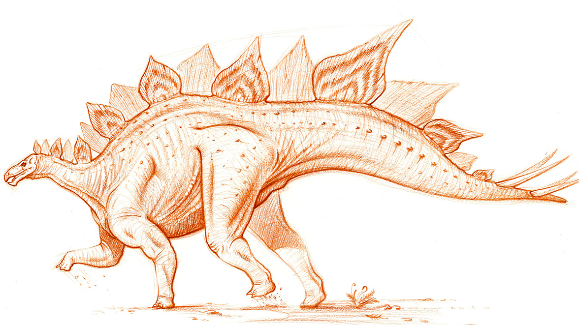 Drawing of the Stegosaurus Armatus