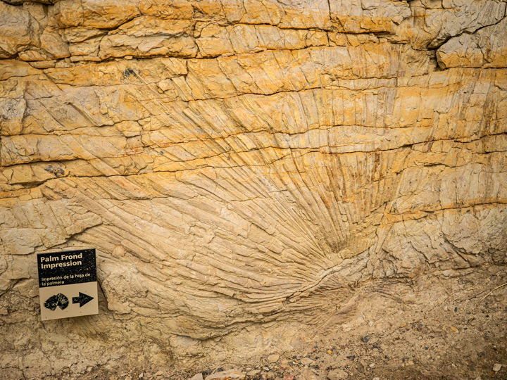 fossil features at Triceratops Trail
