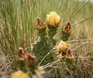 Supporters at Dinosaur Ridge