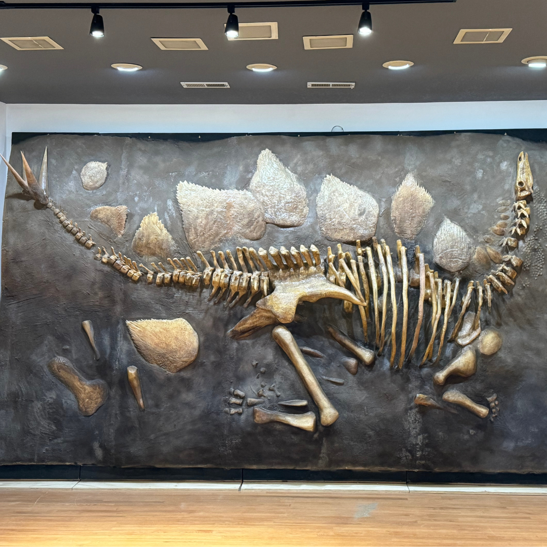 Stegosaurus skeleton replica